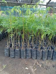 Acacia Seedlings