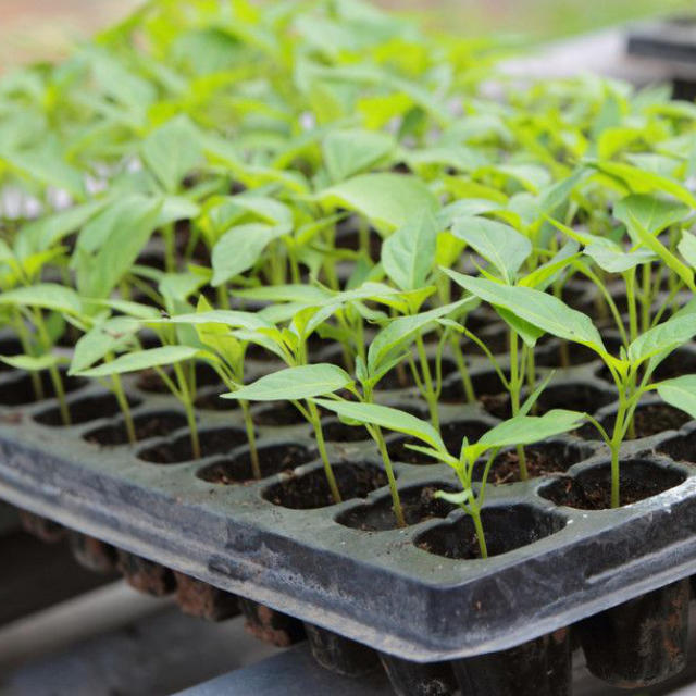 Anna F1 Tomato Seedlings