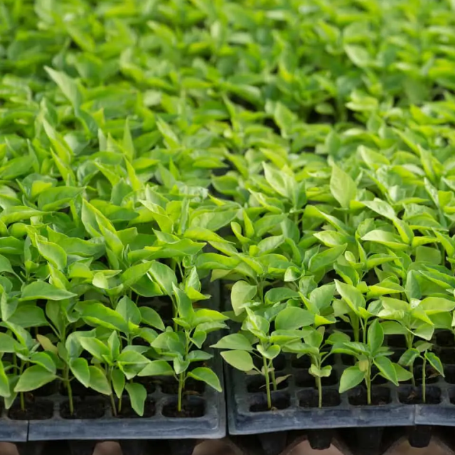 Bird's Eye Chilli Seedlings