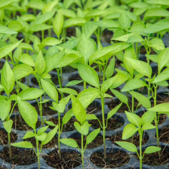 Cayenne Chilli Seedlings