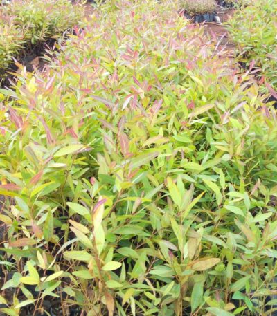 Eucalyptus Seedlings for sale