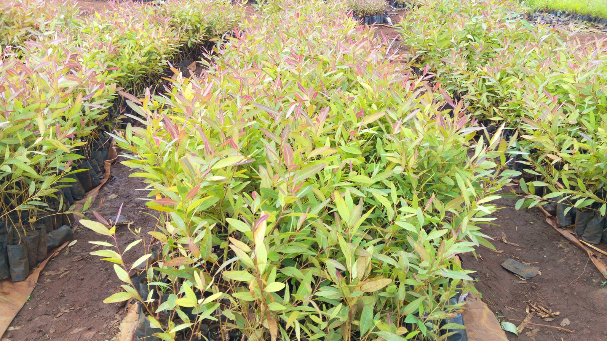 Eucalyptus Seedlings Eucalyptus Seedlings for sale