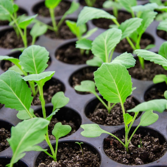 Gloria F1 Cabbage Seedlings