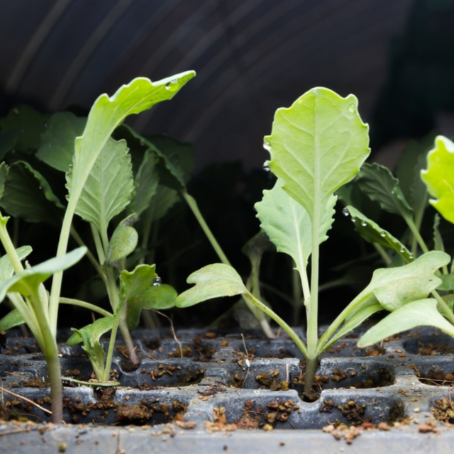 Mfalme F1 Kales (Sukuma wiki) seedlings