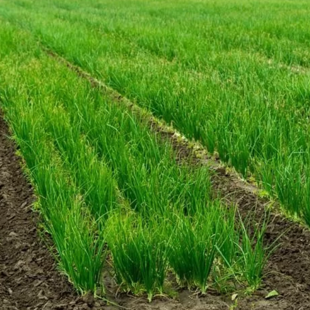 Red Coach F1 Onion Seedlings