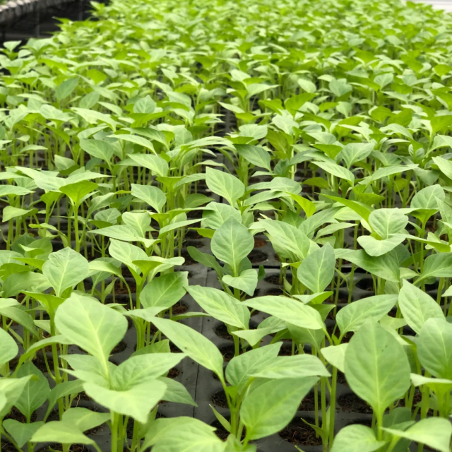 Superbell F1 Capsicum Seedlings