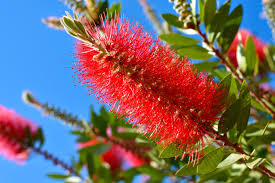 Bottle brush seeslings