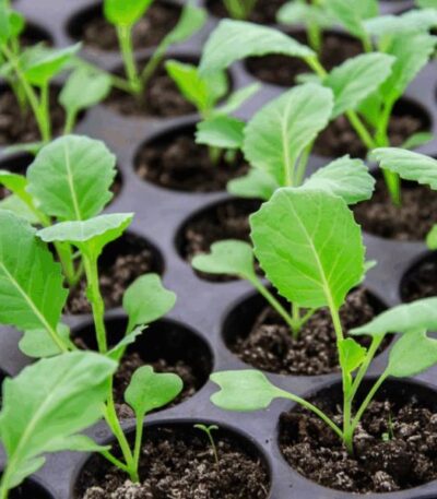 Collard Ahadi F1 Kales Seedlings